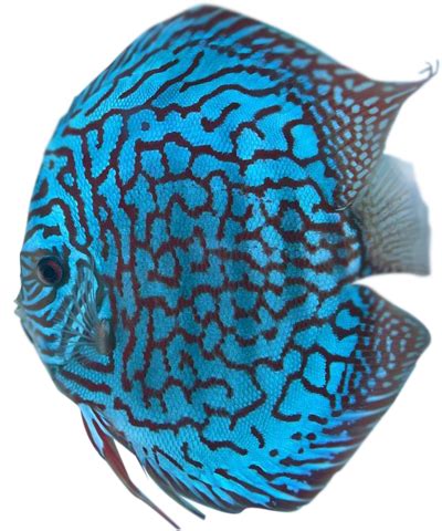 discus fish for sale online|Discus Fish for Sale: Free Shipping & Live Arrival .